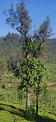 Ficus hispida on silver Oak Valparai tea.jpg