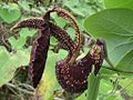 Bizarně tvarovaný květ Aristolochia ringens