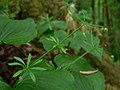 Galium aparine