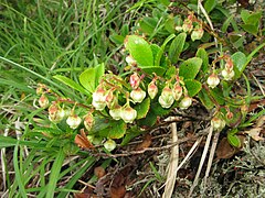 Gaultheria pyroloides 2.JPG