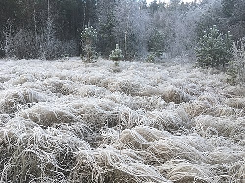 Frozen bog at Hågadalen-Nåsten nature reserve. Photograph: 5165num