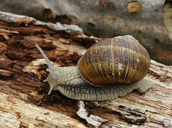 Helix pomatia, spishi ya konokono wa nchi kavu