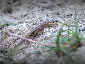 Lacerta agilis in Jagen in Grunewald