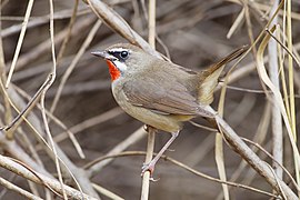 Luscinia calliope - Pak Chong 2