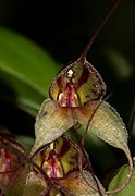 Masdevallia nidifica