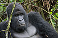 Image 41The endangered mountain gorilla; half of its population live in the DRC's Virunga National Park, making the park a critical habitat for these animals. (from Democratic Republic of the Congo)