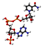 Molekylmodell av NADP+