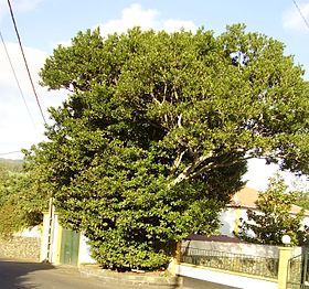 Exemplar de Ocotea foetens classificado como de interesse municipal (Terra Chã, Açores).