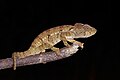 85 Panther chameleon (Furcifer pardalis) female Montagne d’Ambre (2) uploaded by Charlesjsharp, nominated by Charlesjsharp