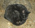 Pampas Cat (Leopardus pajeros)