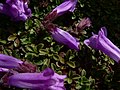 Penstemon davidsonii