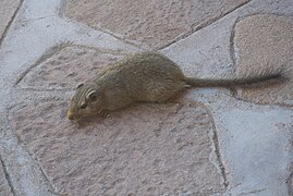 Petromus typicus - Twyfelfontein.jpg