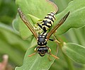 Polistes gallicus (Polistinae), la vespa més comuna als Països Catalans