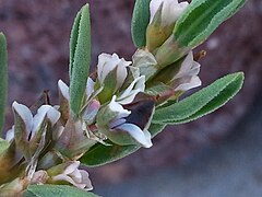 Poxyspermum subsp. raii inflorescence (18).jpg