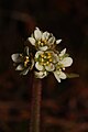 Saxifraga integrifolia