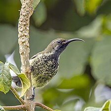 female C. s. gutteralis in Matsapha, Eswatini