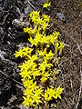 Sedum acre at the Swedish west coast