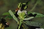 Thumbnail for File:Sida spinosa 4-2.jpg