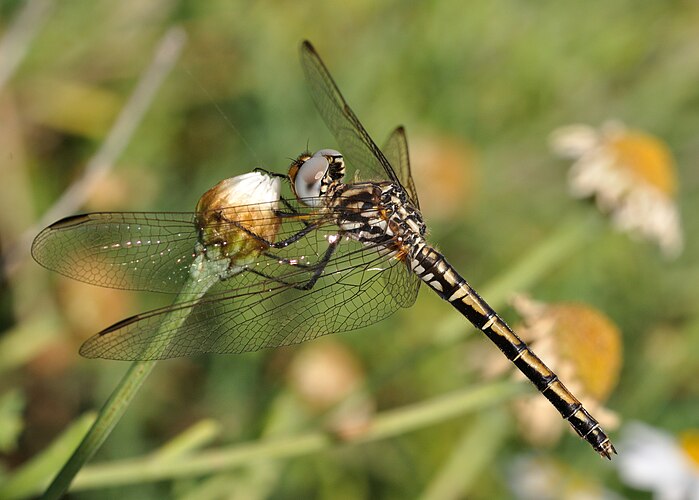 Самка стрекозы Trithemis arteriosa в Пуэрто-де-ла-Крус, Тенерифе, Испания.