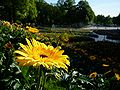 Flower sea at Turku cathedral