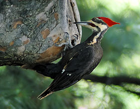 Dryocopus pileatus