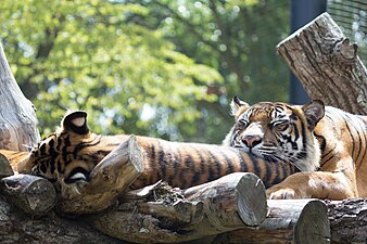 Sumatran tigers, London Zoo