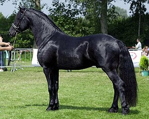 Arabo-Friesian hingst