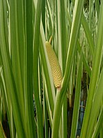 kalmoes (Acorus calamus)