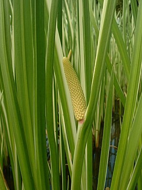 Almindelig Kalmus (Acorus calamus)