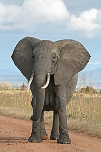 أُنثى فيل آجام أفريقي في حديقة ميكومي الوطنية في تنزانيا