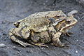 in amplexus