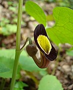 Aristolochia steupii.jpg