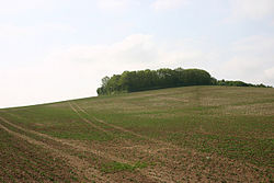 Ashingdon Hill der muligvis er stedet, hvor slaget ved Assandun fandt sted.