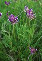 Blasen-Tragant (Astragalus vesicarius subsp. carniolicus)