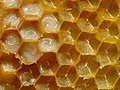 Western honey bee larvae and eggs