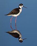 Black-necked Stilt (Himantopus mexicanus), Corte Madera