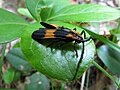 Calopteron reticulatum