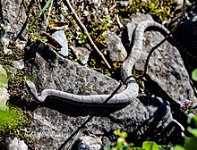 Víbora de cascabel en rocas