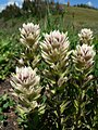 Castilleja parviflora