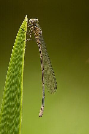 Coenagrion puella