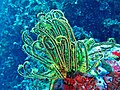 Un crinoide de la presente