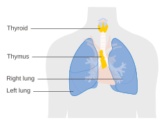 Diagram showing the position of the thymus gland CRUK 362.svg