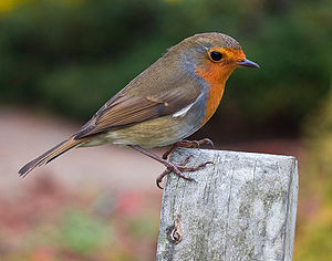 Ruadbük (Erithacus rubecula)