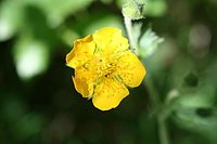 Geum pyrenaicum