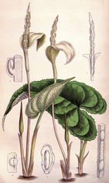 Tribus Caladieae: Illustration von Hapaline brownii