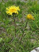 Inula ciliaris