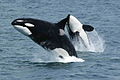 La orca, es el mayor delfín y un cazador en manadas, siendo muy inteligente y social.