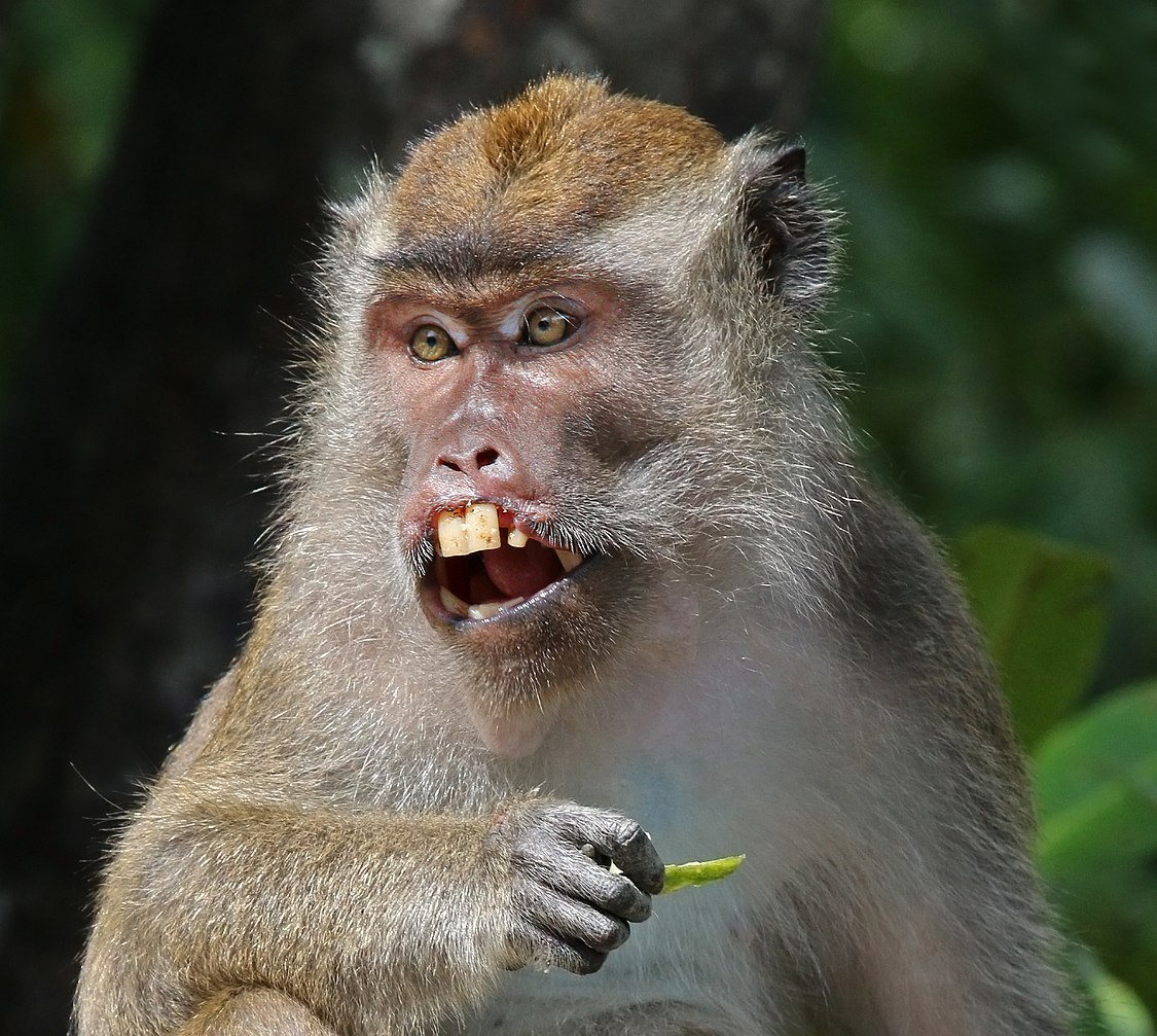 :File:Long-tailed_macaque_(Macaca_fascicularis)_Labuk_Bay.jpg