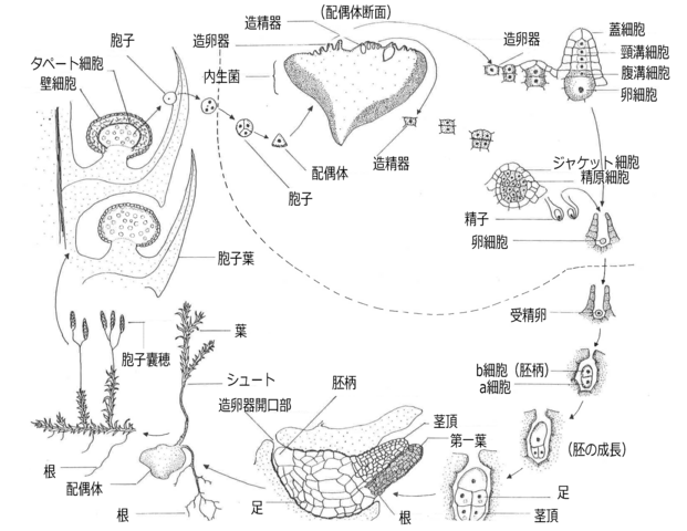 ヒカゲノカズラ目の生活環。