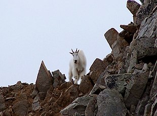 Cabras de montaña en terreno rocoso